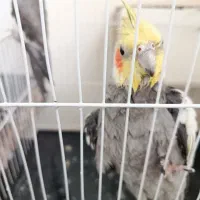 عروس هلندی