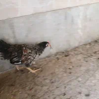 جوجه مرغ وخروس