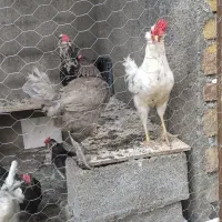 مرغ و خروس گلین اصل