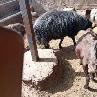 داشتی