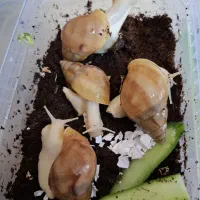 بچه حلزون
