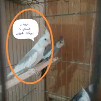 عروس خیلی خاص