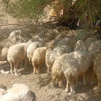 گوسفند جفتی ۵۵