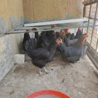 مرغ سیاه جوان برای نگهداری یا کشتار