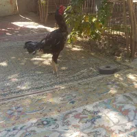 خروس لاری6ماهه