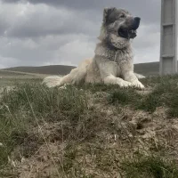 سگ سرابی