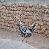 مرغ گلین زیبا