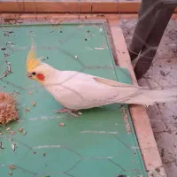 معاوضه 5 عروس هلندی (به همراه قفس بزرگ)