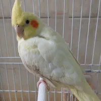 عروس هلندی لوتینو