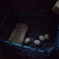 مرغ وخروس