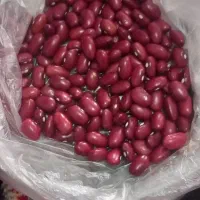 فروش لوبیا قرمز بذری درجه یک