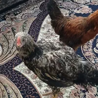 مرغ وخروس