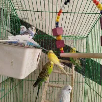 ۶عدد مرغ عشق