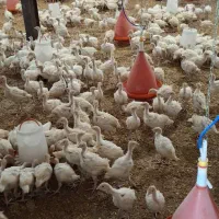 جوجه 25 روزه بوقلمون بیوتی