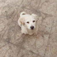 توله نر سه ماهه اشپیتز