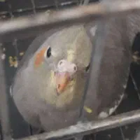 جوجه عروس هلندی