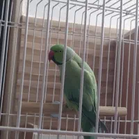 طوطی ملنگو