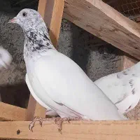 کبوتر گرو|پرنده|رشت, حمیدیان|دیوار