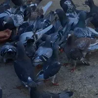 با سلام ۵۰عدد پلاکی درجه یک