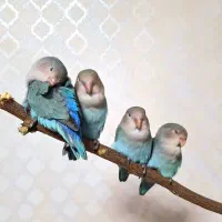 طوطی برزیلی