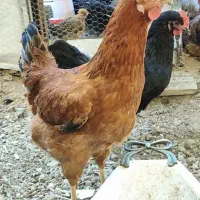 یک عدد مرغ سالم سرحال