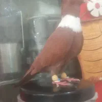 کلاغ نواری  سینه سیاه  که زرد