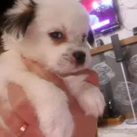 توله سگ 4 ماهه خرسی 6 دونگ