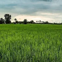 باکس پلاستیکی توم سینی نشاء برنج قالب جعبه شالی