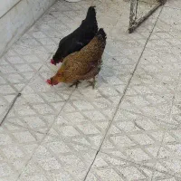 دو عدد مرغ تخم گذار
