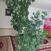 گل خله خوب