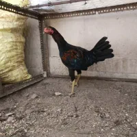 جوجه خروس لاری