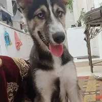 هاسکی ماده،۵ ماهه