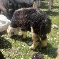 فروش ۱۵ راس میش با بره