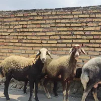 گوسفند گله داشتی نر،آبستن،خشک