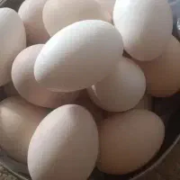 تخم مرغ نطفه دار مولد درجه یک قلم سبز چشم سیاه