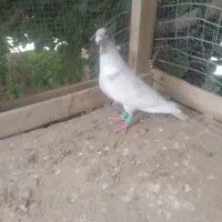 نقره ای