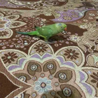 طوطی|پرنده|چابهار, |دیوار