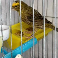 قناری دهن سلیمانی ولیزارد