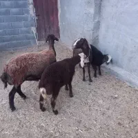 میش بره افشاری