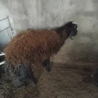 دوتا نر مخصوص تخمی....گوسفند بره گوساله گاو
