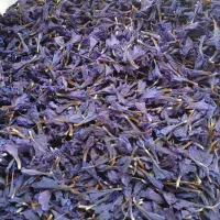 گل گاوزبان طبیعی
