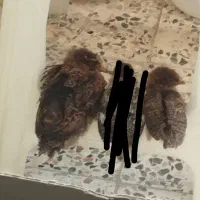 جوجه