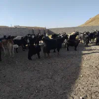 بزفروشی