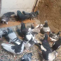 پرنده کفتر