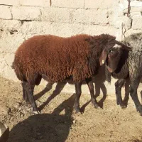 بره نر