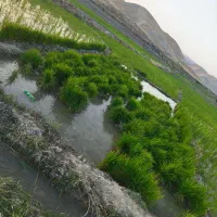 نشا چلتوک دستک اماده