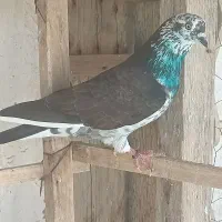 کبوتر پرشی جوجه