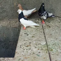 شیشتا نر