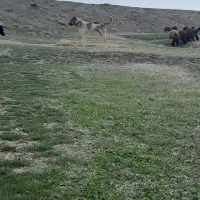 فروش سگ|سگ|سراب, |دیوار