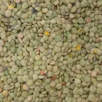 عدس ریز محلی تازه